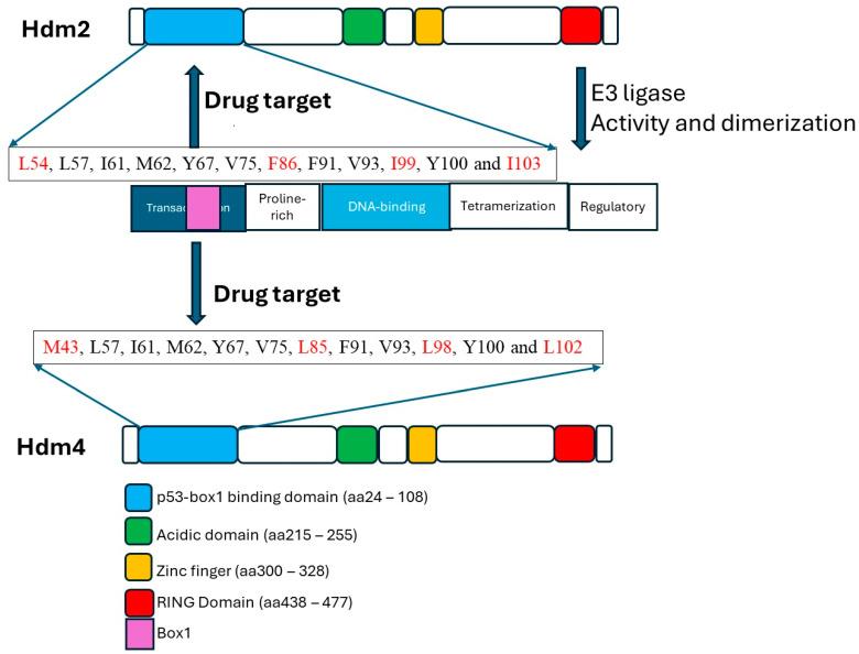 https://cdn.ncbi.nlm.nih.gov/pmc/blobs/4c59/11240505/5e2e12424fc4/cells-13-01124-g001.jpg