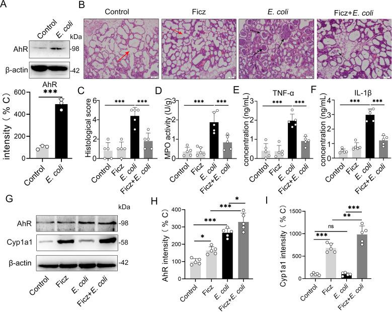 https://cdn.ncbi.nlm.nih.gov/pmc/blobs/4c59/8336809/9873a9ea3e06/ppat.1009774.g001.jpg