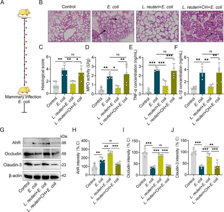 https://cdn.ncbi.nlm.nih.gov/pmc/blobs/4c59/8336809/ead36e218de5/ppat.1009774.g007.jpg