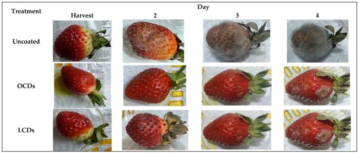 https://cdn.ncbi.nlm.nih.gov/pmc/blobs/4c5f/12389599/5266f9c969ee/plants-14-02523-g013.jpg