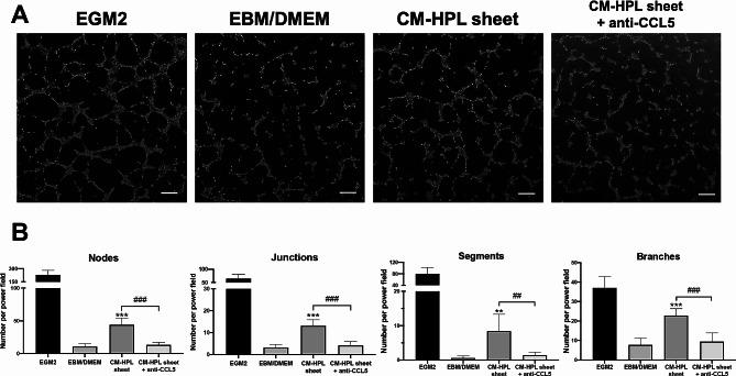 https://cdn.ncbi.nlm.nih.gov/pmc/blobs/4c62/11163789/1bc68d37eab9/13287_2024_3762_Fig8_HTML.jpg