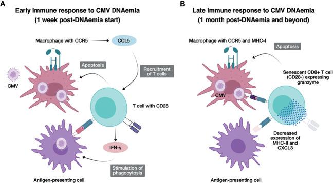 https://cdn.ncbi.nlm.nih.gov/pmc/blobs/4c64/8634678/f8545b5a817b/fimmu-12-750659-g006.jpg