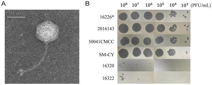 https://cdn.ncbi.nlm.nih.gov/pmc/blobs/4c65/11803447/076bd309a1de/fmicb-16-1494647-g001.jpg