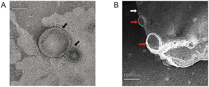 https://cdn.ncbi.nlm.nih.gov/pmc/blobs/4c65/11803447/c052cfe2c6a7/fmicb-16-1494647-g004.jpg