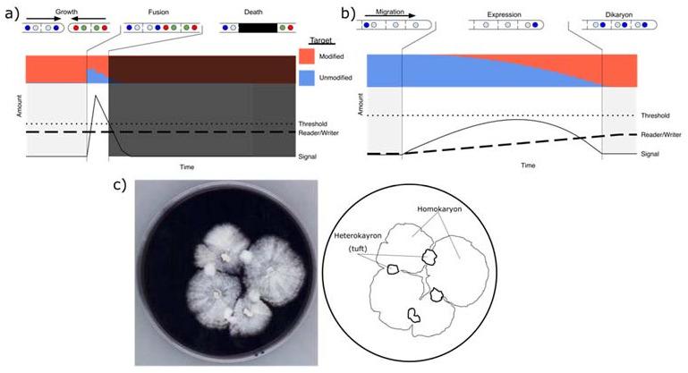 https://cdn.ncbi.nlm.nih.gov/pmc/blobs/4c66/8229728/4f642c4fe418/microorganisms-09-01248-g004.jpg