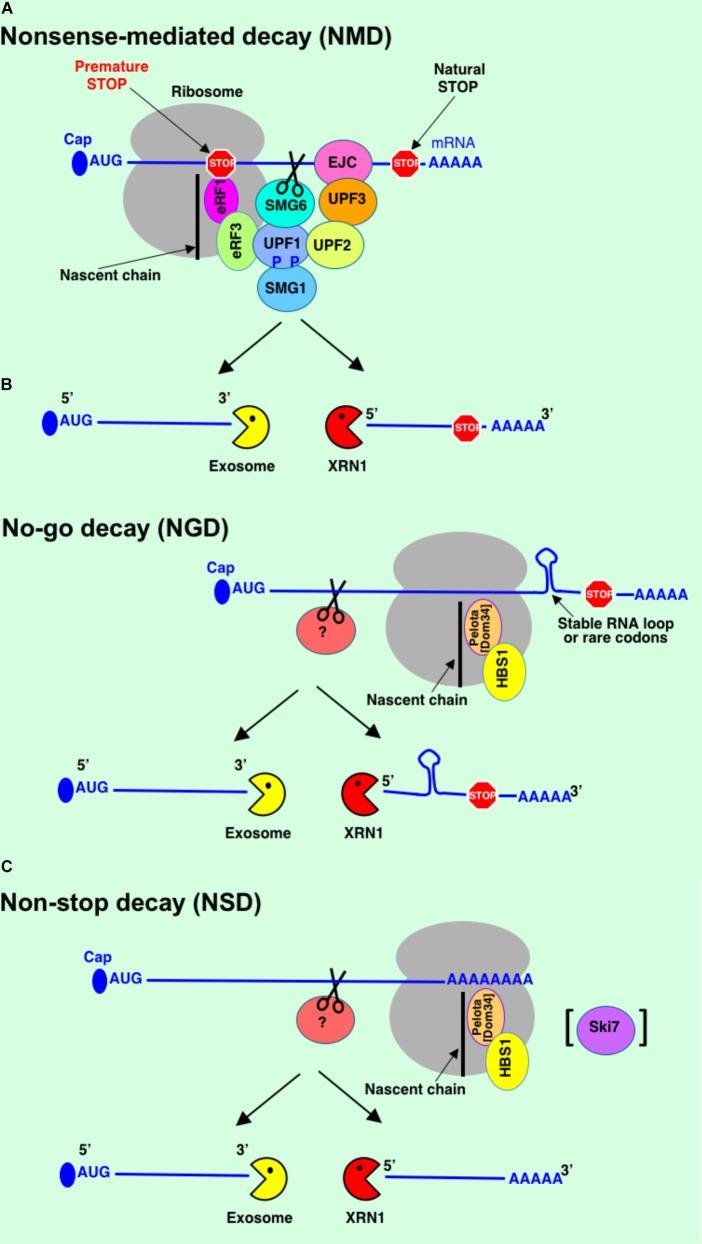 https://cdn.ncbi.nlm.nih.gov/pmc/blobs/4c67/6180196/e49a49d6b3a5/fgene-09-00431-g003.jpg