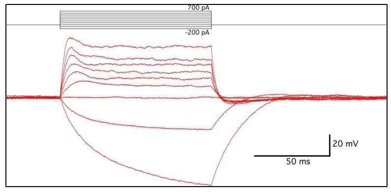 https://cdn.ncbi.nlm.nih.gov/pmc/blobs/4c68/5798932/4f8ea8d343cb/elife-30839-resp-fig2.jpg