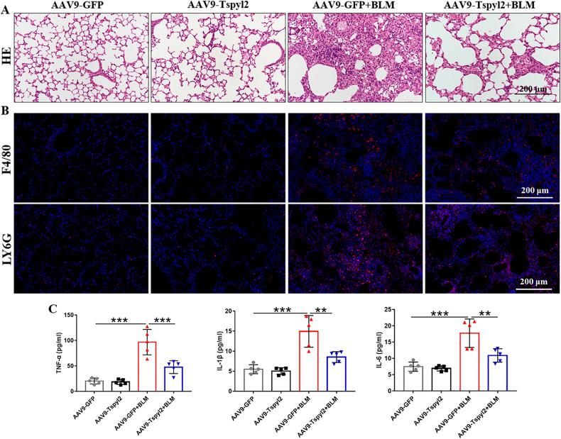https://cdn.ncbi.nlm.nih.gov/pmc/blobs/4c6e/10313802/3c818cb7faed/41419_2023_5889_Fig9_HTML.jpg