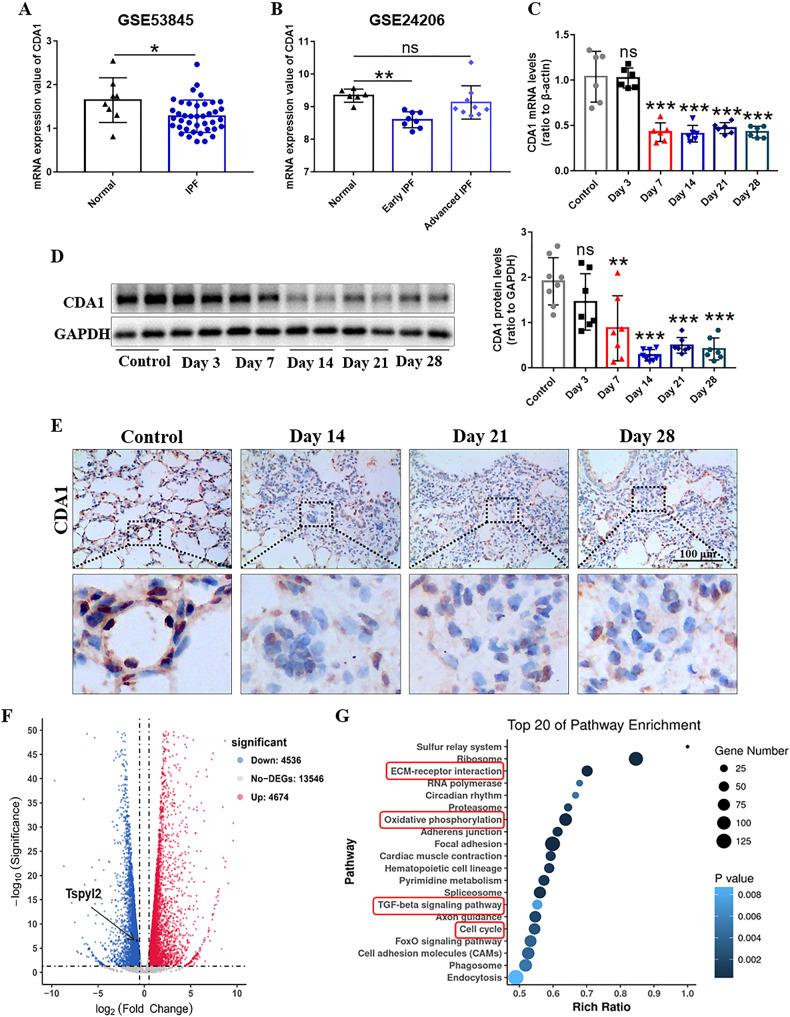 https://cdn.ncbi.nlm.nih.gov/pmc/blobs/4c6e/10313802/58631d169f01/41419_2023_5889_Fig1_HTML.jpg