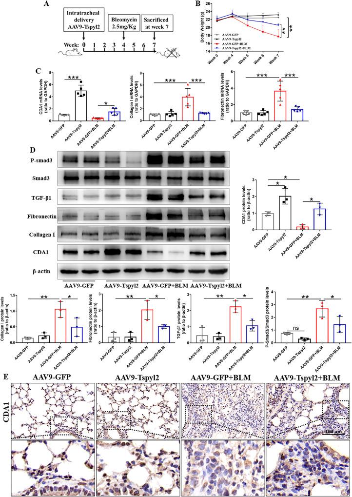 https://cdn.ncbi.nlm.nih.gov/pmc/blobs/4c6e/10313802/649c70c661de/41419_2023_5889_Fig7_HTML.jpg
