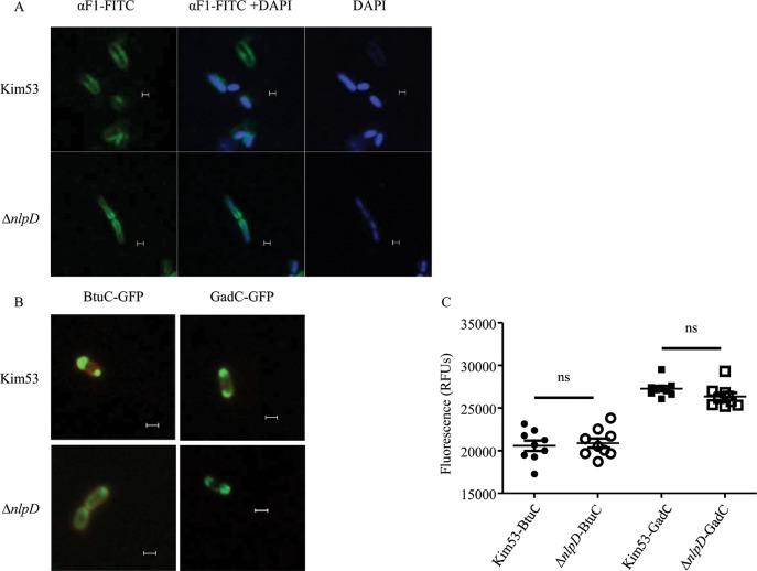 https://cdn.ncbi.nlm.nih.gov/pmc/blobs/4c71/6553720/caecaa5d52d7/pntd.0007449.g004.jpg