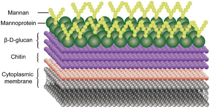 https://cdn.ncbi.nlm.nih.gov/pmc/blobs/4c72/8659174/4ed6880e7f8d/molecules-26-07136-g005.jpg