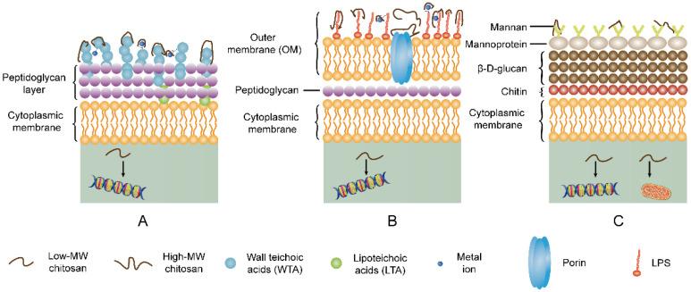 https://cdn.ncbi.nlm.nih.gov/pmc/blobs/4c72/8659174/996b2850a36e/molecules-26-07136-g006.jpg
