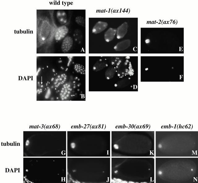 https://cdn.ncbi.nlm.nih.gov/pmc/blobs/4c79/2150685/8159d8363fbf/JCB0008138.f4.jpg