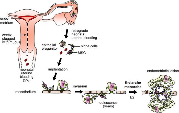 https://cdn.ncbi.nlm.nih.gov/pmc/blobs/4c7d/4755439/18044ce2c592/dmv05102.jpg