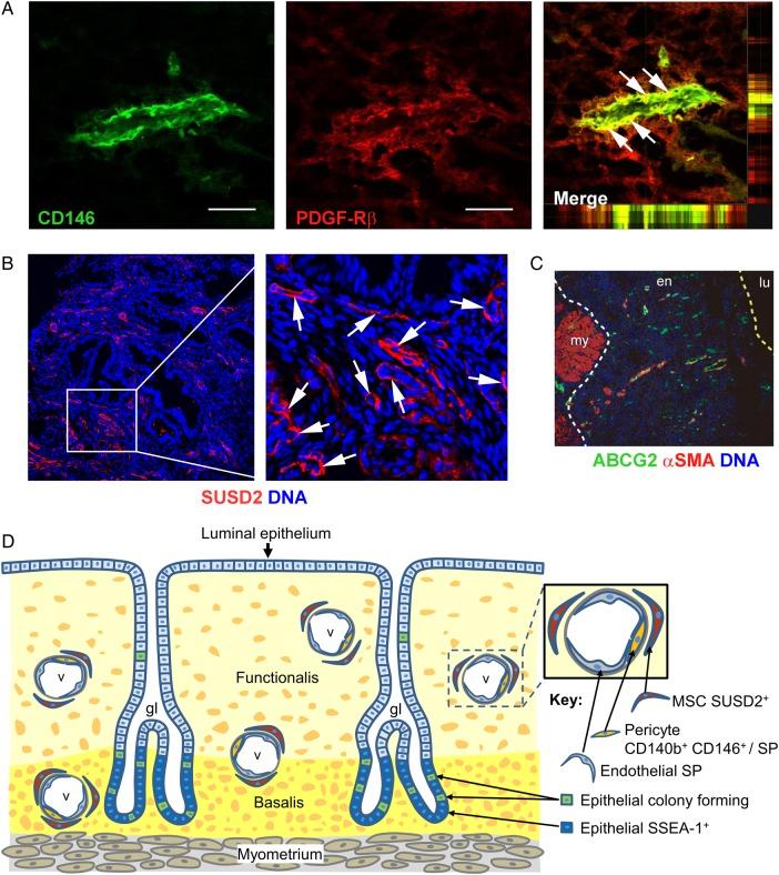 https://cdn.ncbi.nlm.nih.gov/pmc/blobs/4c7d/4755439/4dc93f78b7bc/dmv05101.jpg