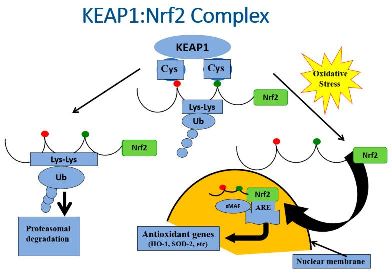 https://cdn.ncbi.nlm.nih.gov/pmc/blobs/4c7d/9961396/63caab078079/ijms-24-03082-g006.jpg