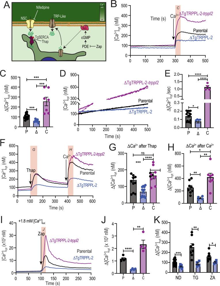 https://cdn.ncbi.nlm.nih.gov/pmc/blobs/4c87/8216714/362253b6ab77/elife-63417-fig3.jpg