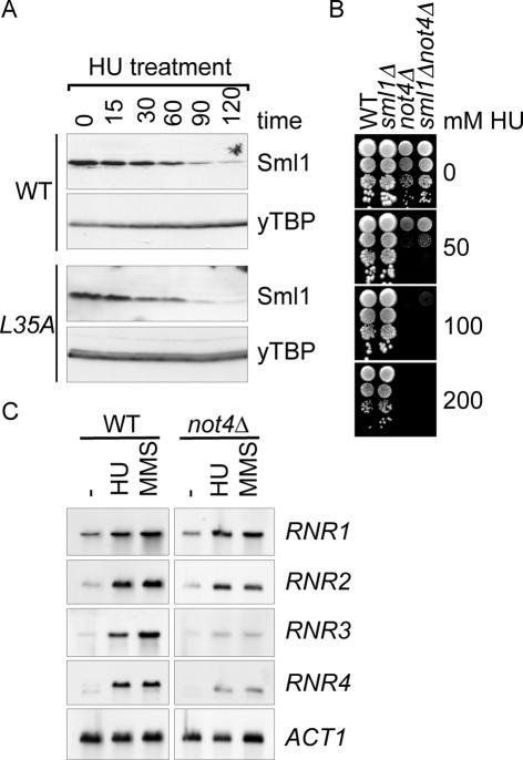 https://cdn.ncbi.nlm.nih.gov/pmc/blobs/4c88/1278945/855abddfd268/gki938f2.jpg