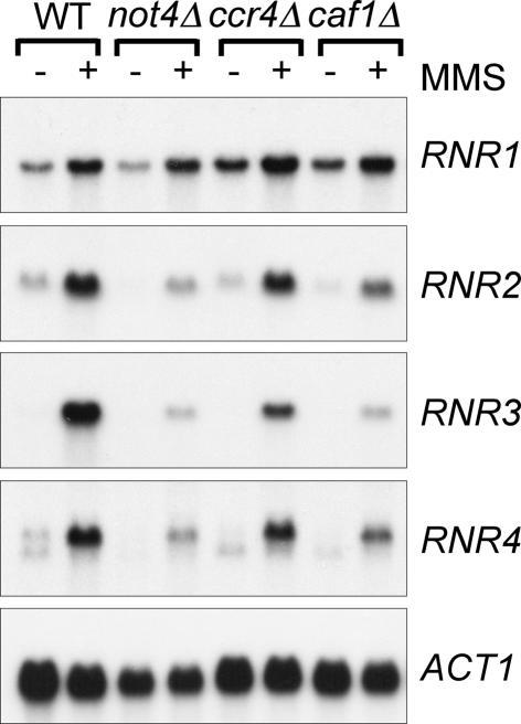 https://cdn.ncbi.nlm.nih.gov/pmc/blobs/4c88/1278945/c5cb639674d6/gki938f4.jpg