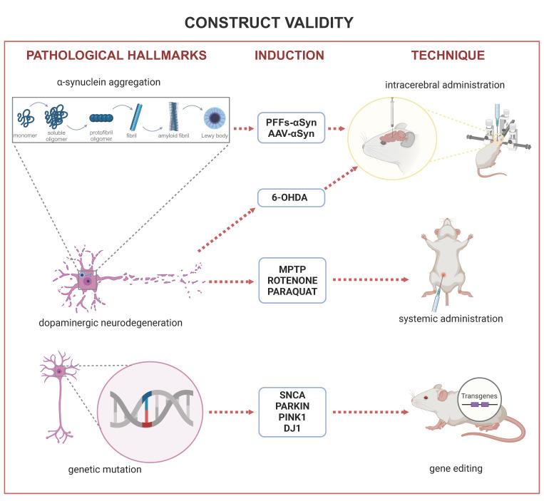 https://cdn.ncbi.nlm.nih.gov/pmc/blobs/4c89/11354451/b669c25832e5/ijms-25-08971-g001.jpg