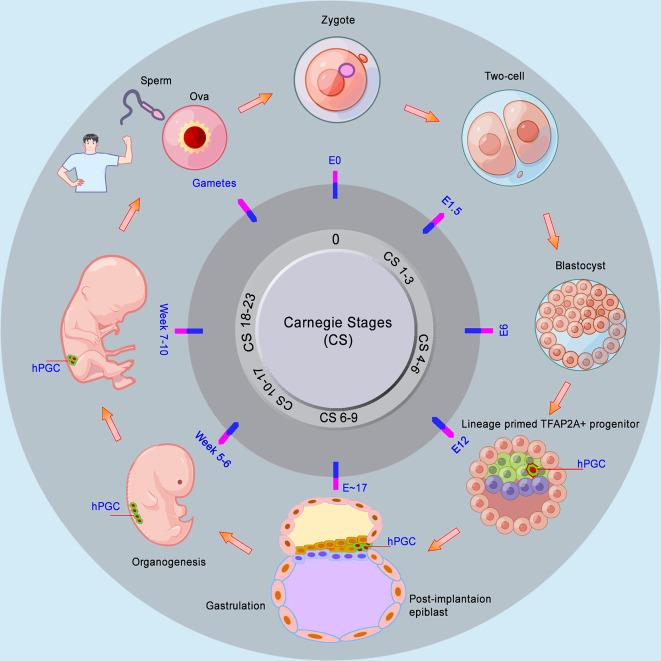 https://cdn.ncbi.nlm.nih.gov/pmc/blobs/4c89/9527259/696d6fc1f783/41392_2022_1197_Fig2_HTML.jpg