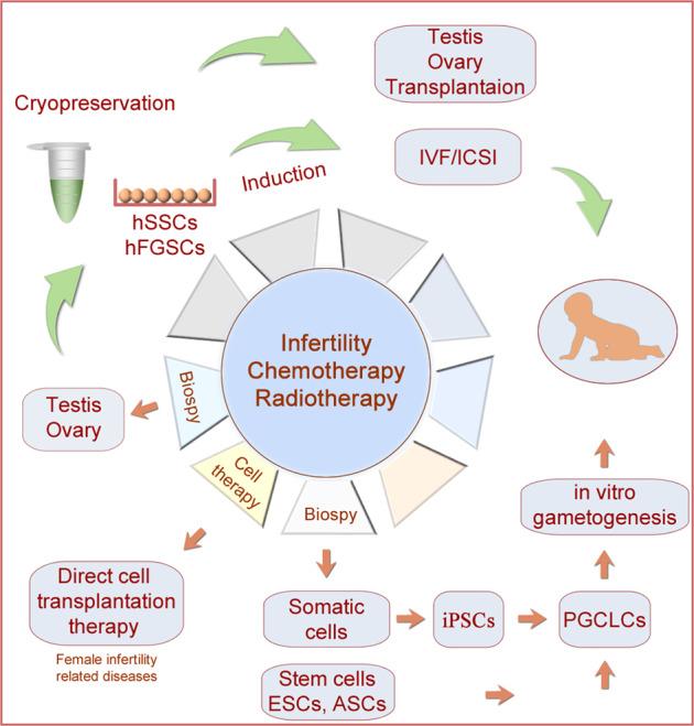 https://cdn.ncbi.nlm.nih.gov/pmc/blobs/4c89/9527259/a592876a99cc/41392_2022_1197_Fig6_HTML.jpg