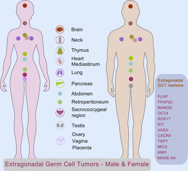 https://cdn.ncbi.nlm.nih.gov/pmc/blobs/4c89/9527259/b3798b8a8d75/41392_2022_1197_Fig4_HTML.jpg