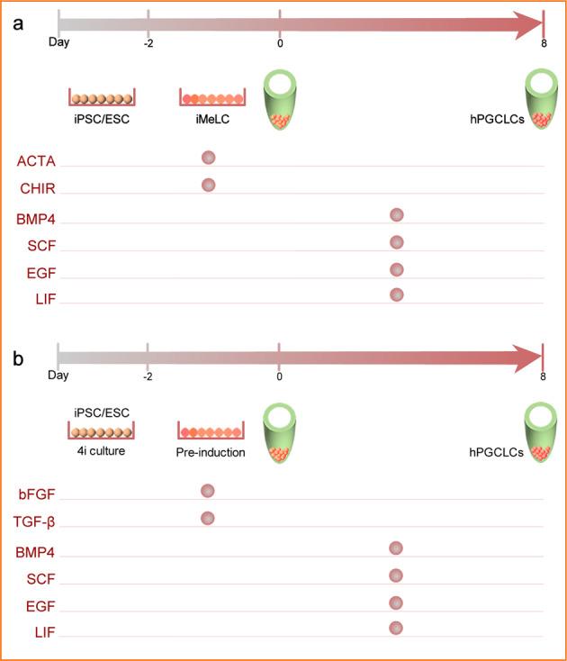 https://cdn.ncbi.nlm.nih.gov/pmc/blobs/4c89/9527259/e439c2e68ab2/41392_2022_1197_Fig5_HTML.jpg