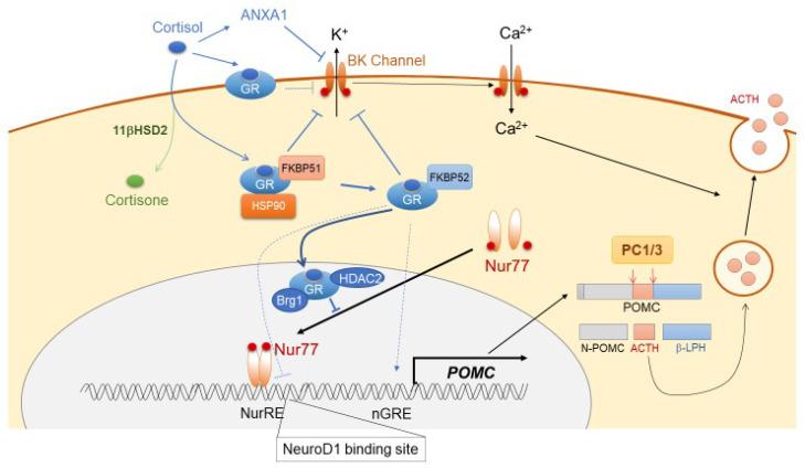 https://cdn.ncbi.nlm.nih.gov/pmc/blobs/4c8b/7730156/083625f376db/ijms-21-09132-g002.jpg