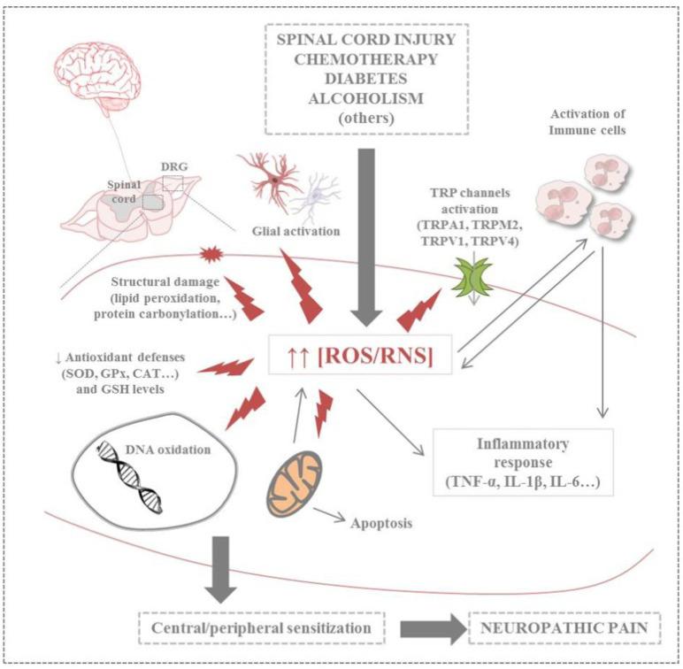 https://cdn.ncbi.nlm.nih.gov/pmc/blobs/4c95/12073121/1fad47189a20/nutrients-17-01502-g005.jpg
