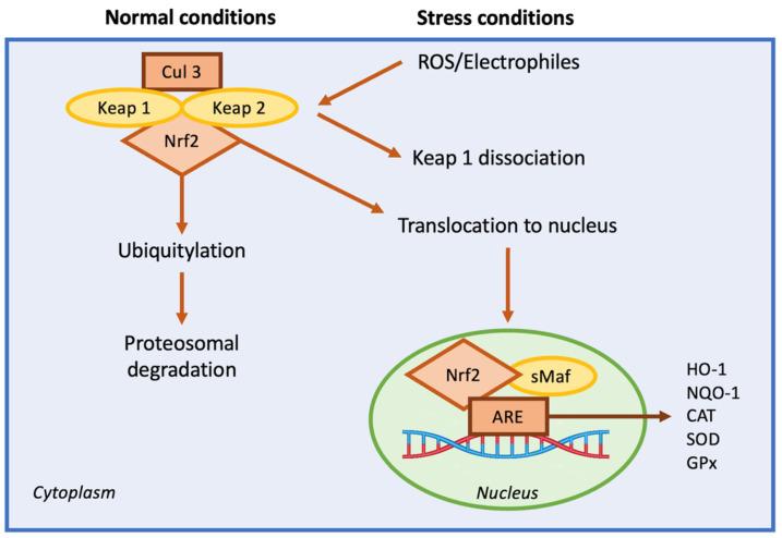https://cdn.ncbi.nlm.nih.gov/pmc/blobs/4c95/12073121/2daf7f4bc423/nutrients-17-01502-g006.jpg