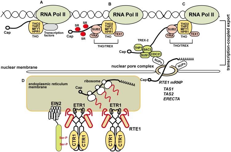https://cdn.ncbi.nlm.nih.gov/pmc/blobs/4c99/4334170/1aac8b05b898/pgen.1004956.g010.jpg