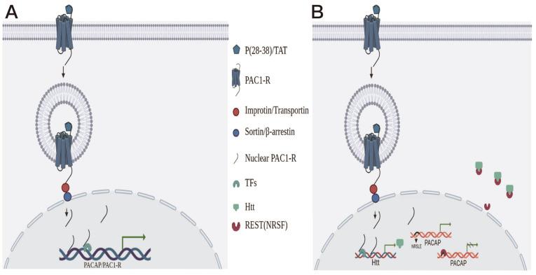 https://cdn.ncbi.nlm.nih.gov/pmc/blobs/4c9c/9828401/38558c181b3d/abbs-2021-664-t8.jpg