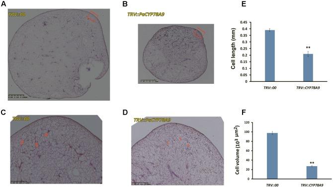 https://cdn.ncbi.nlm.nih.gov/pmc/blobs/4c9e/5723407/21177d522e8e/fpls-08-02076-g004.jpg
