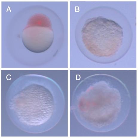 https://cdn.ncbi.nlm.nih.gov/pmc/blobs/4ca0/3080389/6e3cfb2f47ac/pone.0018877.g003.jpg