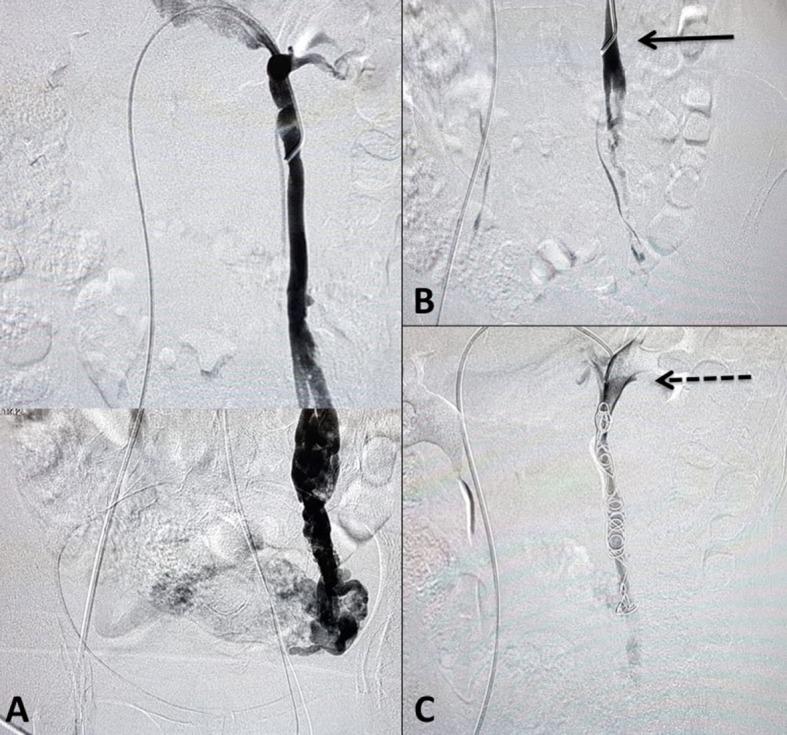 https://cdn.ncbi.nlm.nih.gov/pmc/blobs/4ca0/6852702/b700a7ba7d5f/jvb-18-e20190061-g04.jpg