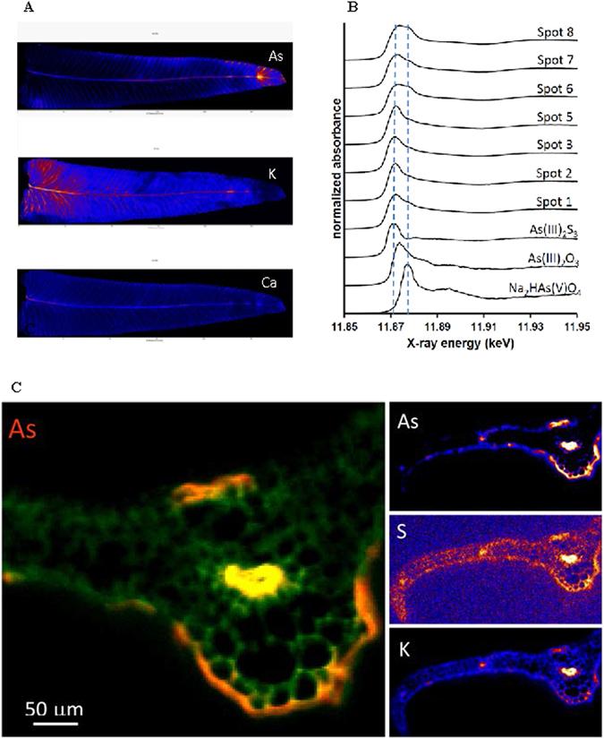 https://cdn.ncbi.nlm.nih.gov/pmc/blobs/4ca1/5460129/51562926cac2/41598_2017_3194_Fig4_HTML.jpg