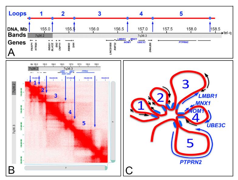 https://cdn.ncbi.nlm.nih.gov/pmc/blobs/4ca1/7956786/17aaecffeecd/ijms-22-02338-g005.jpg