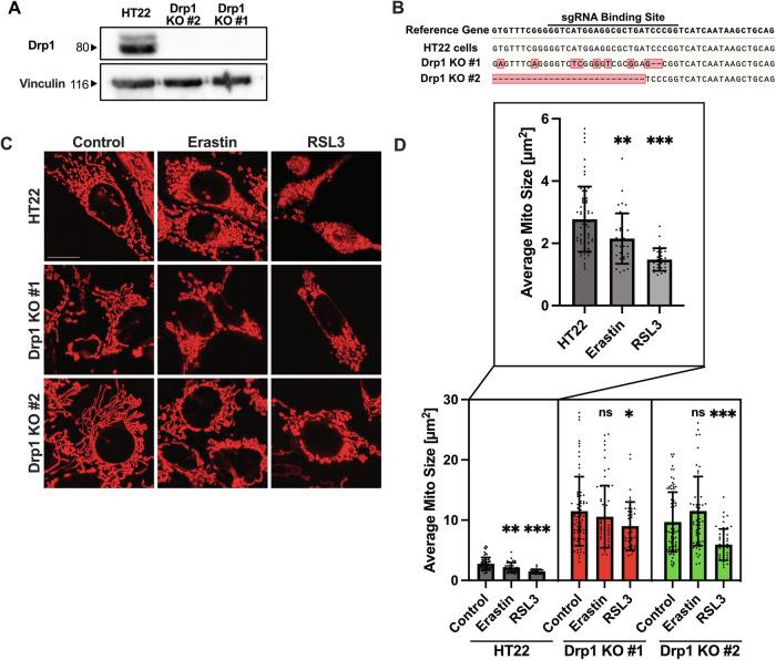 https://cdn.ncbi.nlm.nih.gov/pmc/blobs/4ca4/11350090/44c058138d66/41419_2024_7015_Fig1_HTML.jpg