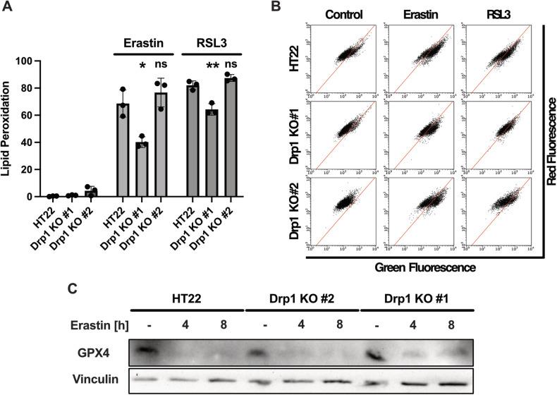 https://cdn.ncbi.nlm.nih.gov/pmc/blobs/4ca4/11350090/dc53184f1013/41419_2024_7015_Fig4_HTML.jpg