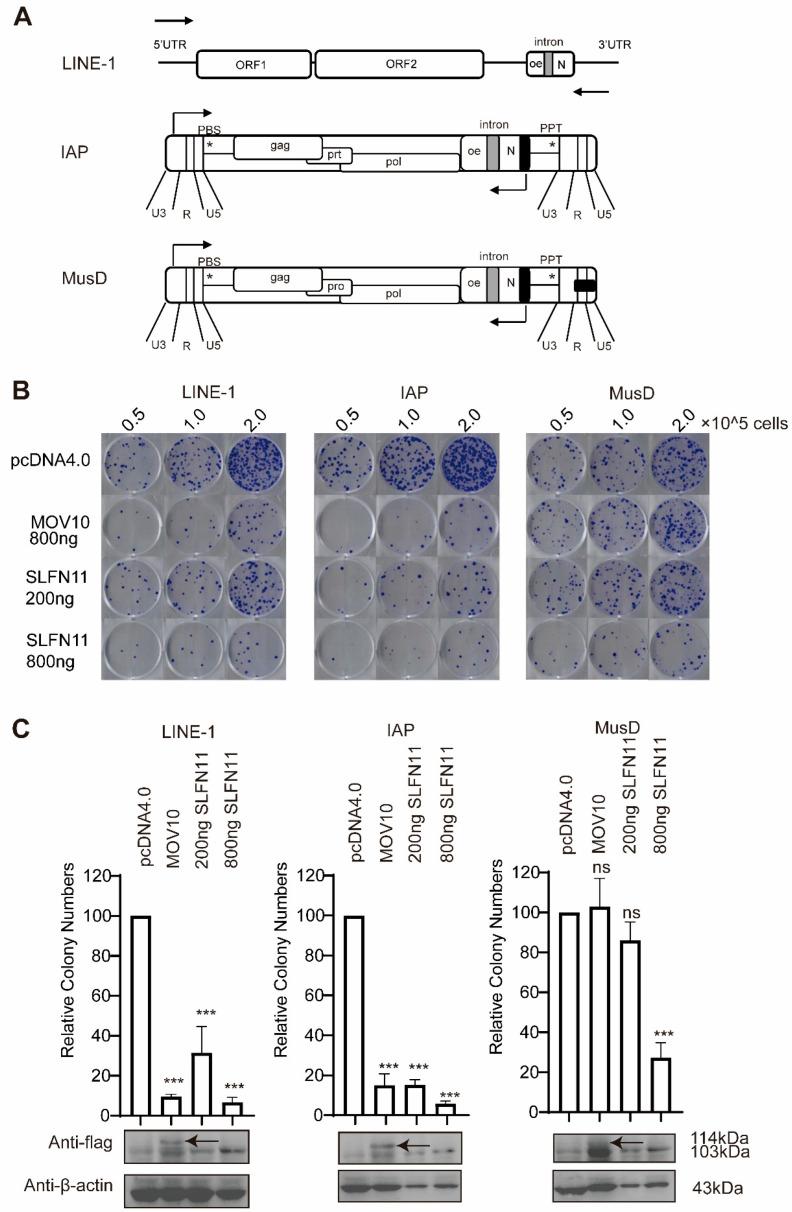 https://cdn.ncbi.nlm.nih.gov/pmc/blobs/4ca8/12153781/42aa3002bb17/cells-14-00790-g002.jpg