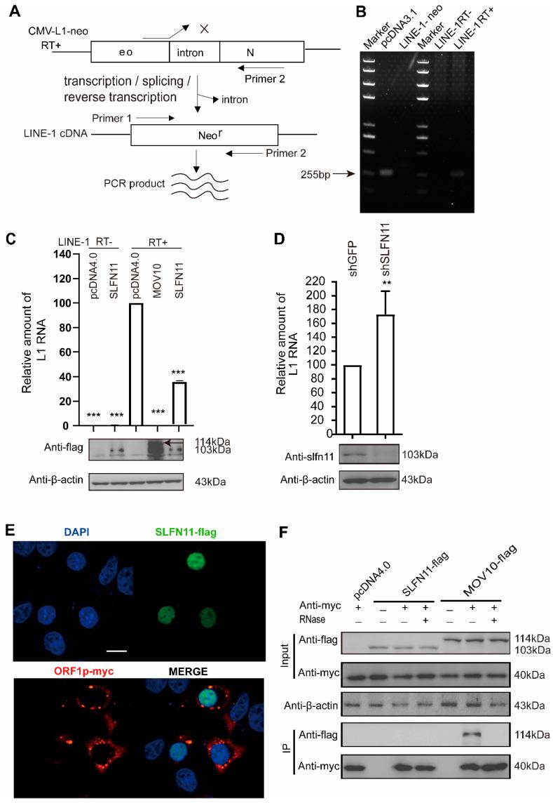 https://cdn.ncbi.nlm.nih.gov/pmc/blobs/4ca8/12153781/a1a1ac68dde2/cells-14-00790-g003.jpg