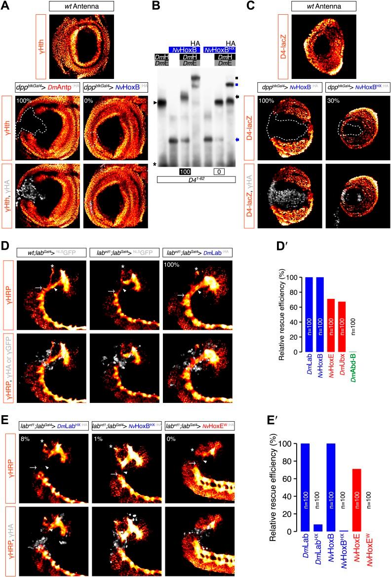 https://cdn.ncbi.nlm.nih.gov/pmc/blobs/4ca8/3957477/02c71b11ee72/elife01939fs009.jpg