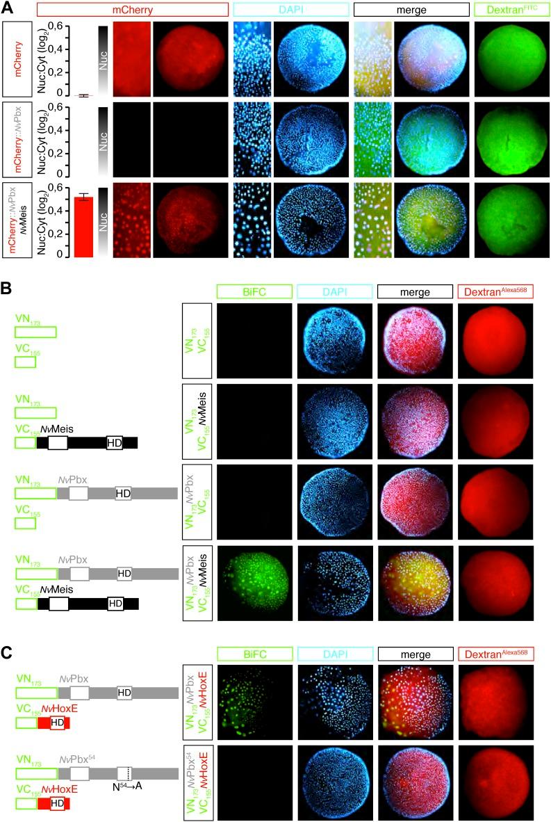 https://cdn.ncbi.nlm.nih.gov/pmc/blobs/4ca8/3957477/7edfc2c8cf33/elife01939f003.jpg