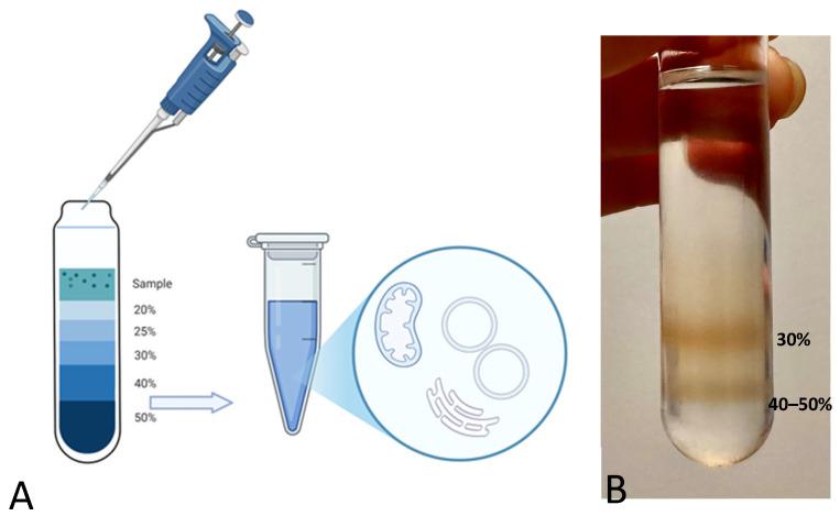 https://cdn.ncbi.nlm.nih.gov/pmc/blobs/4ca9/12429420/46cbf0d49905/ijms-26-08602-g004.jpg