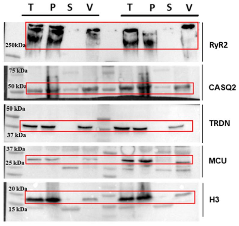 https://cdn.ncbi.nlm.nih.gov/pmc/blobs/4ca9/12429420/7004e238c0dd/ijms-26-08602-g002.jpg