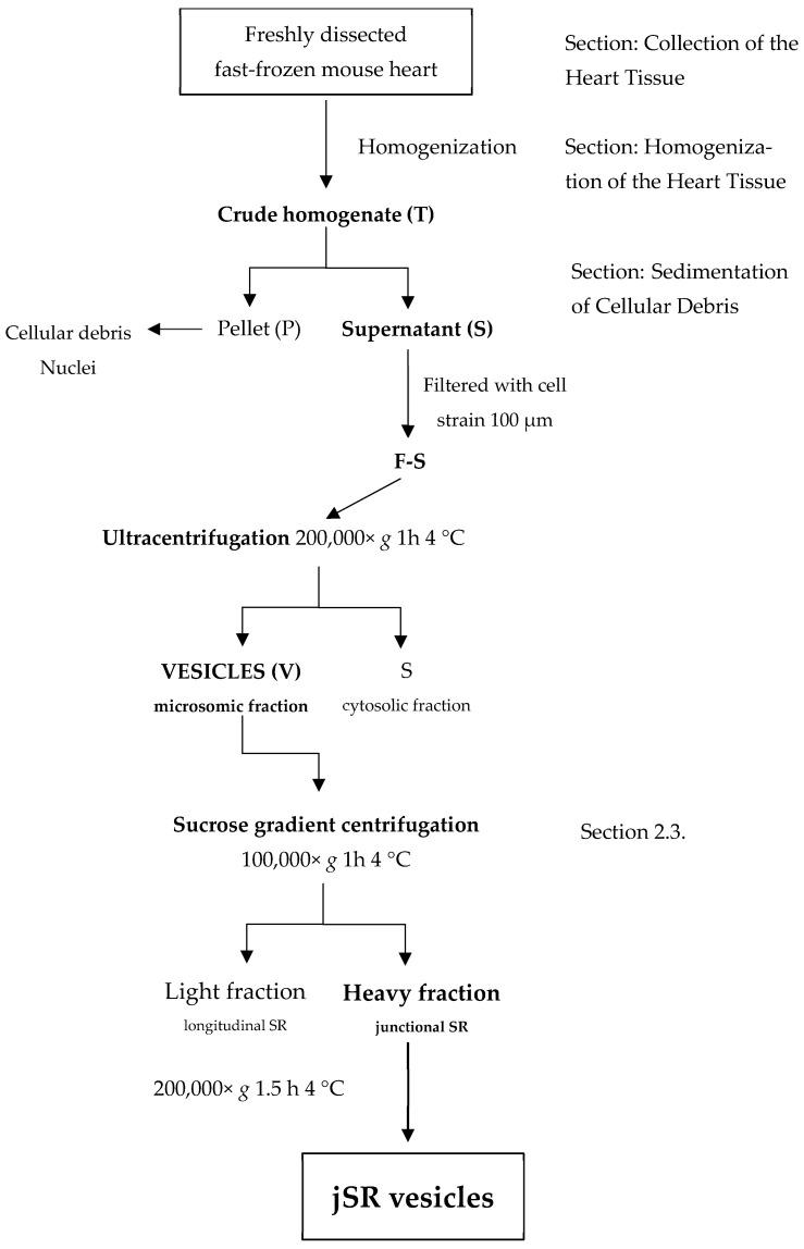 https://cdn.ncbi.nlm.nih.gov/pmc/blobs/4ca9/12429420/7fc04bde8cba/ijms-26-08602-g001.jpg