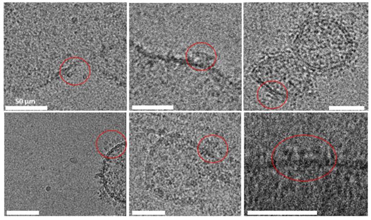 https://cdn.ncbi.nlm.nih.gov/pmc/blobs/4ca9/12429420/ba84a6ba7d64/ijms-26-08602-g006.jpg