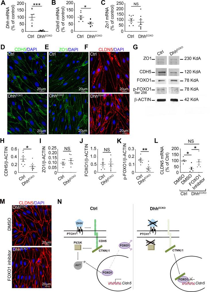 https://cdn.ncbi.nlm.nih.gov/pmc/blobs/4cac/7728400/ce95cc293446/pbio.3000946.g002.jpg